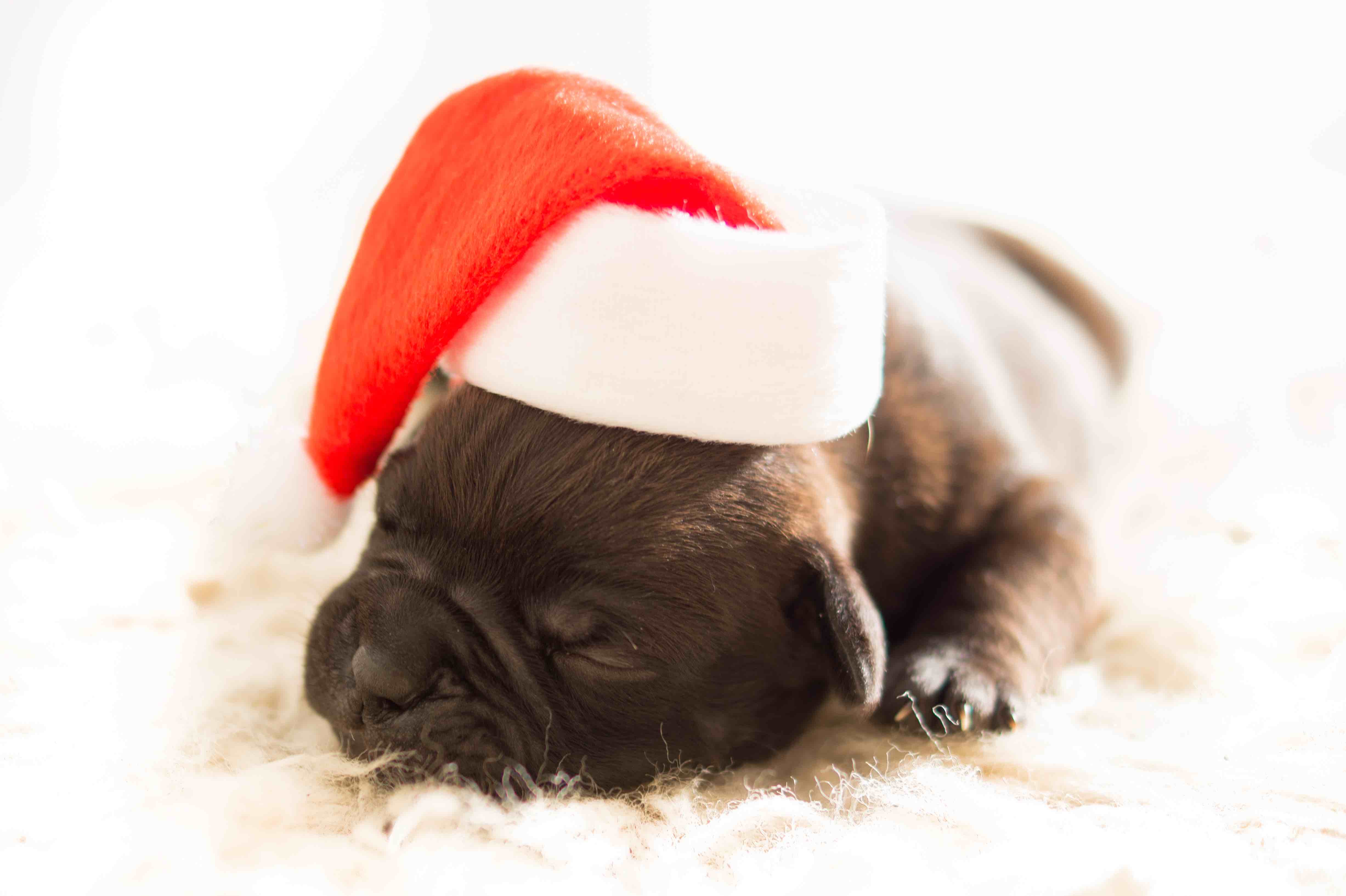 dog-christmas-xmas-bulldog1