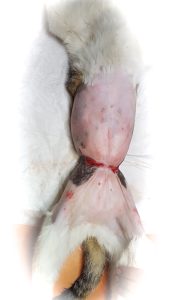 Constricao-abdominal
