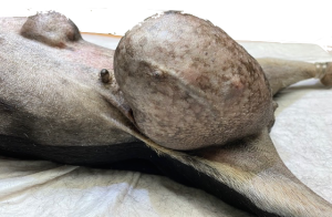 Tumores_hormonodependentes